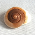 Brown snail